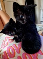 Te koop 6 kittens., Dieren en Toebehoren, Katten en Kittens | Overige Katten, Poes