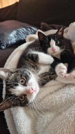 2 kittens, Dieren en Toebehoren, Poes, 0 tot 2 jaar