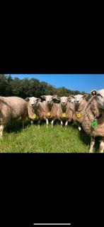 Gezocht, stamboek swifters., Dieren en Toebehoren, Schapen, Geiten en Varkens, Meerdere dieren, Schaap