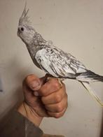 gezocht vogels, Dieren en Toebehoren, Meerdere dieren, Parkiet