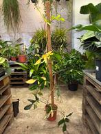 Philodendron Florida Beauty - Groot!, Huis en Inrichting, Kamerplanten, Ophalen, Overige soorten, 100 tot 150 cm