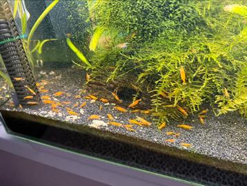 Oranje neocaridina garnalen beschikbaar voor biedingen