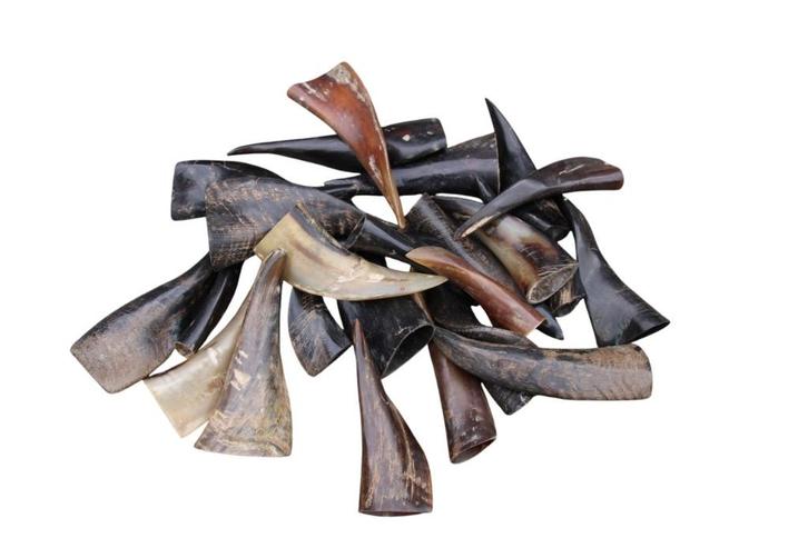 Bokkenhoorntjes-handgepolijst-natuurlijk-ongeverfd-8-12cm, Verzamelen, Dierenverzamelingen, Nieuw, Gewei of Kop, Boerderijdier