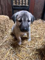 Kangal/ turkse herder pups te koop, Overige rassen, 8 tot 15 weken, CDV (hondenziekte), Meerdere