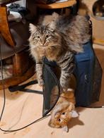 2 prachtige lieve siberische jongens met stamboom, Dieren en Toebehoren, Katten en Kittens | Raskatten | Langhaar, Kater, Gechipt