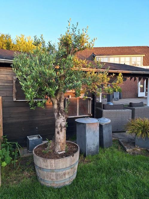 Prachtige olijfboom in half wijnvat, een echte eyecatcher!, Tuin en Terras, Planten | Bomen, Olijfboom, 100 tot 250 cm, Volle zon