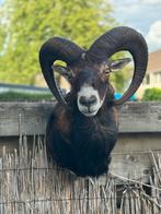opgezette moeflonram / Opgezette Moeflon Jachttrofee, Verzamelen, Ophalen, Gebruikt, Boerderijdier, Opgezet dier