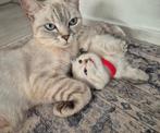 Knuffelpoppetjes 💕 Britse Korthaar kittens beschikbaar, Dieren en Toebehoren, Katten en Kittens | Raskatten | Langhaar, Meerdere dieren