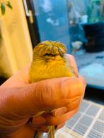 Kanarie Gloster te koop €10, Dieren en Toebehoren, Mannelijk