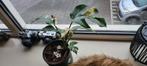 Rhaphidophora Tetrasperma variegata plant, Overige soorten, Minder dan 100 cm, Halfschaduw, Ophalen