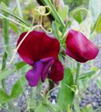 Zaden geurende Siererwt mix - Lathyrus odoratus., Tuin en Terras, Bloembollen en Zaden, Verzenden, Voorjaar, Volle zon, Zaad