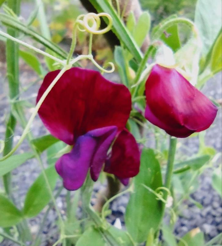 Zaden geurende Siererwt mix - Lathyrus odoratus., Tuin en Terras, Bloembollen en Zaden, Zaad, Voorjaar, Volle zon, Verzenden