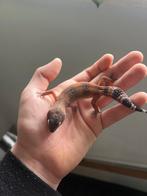 Luipaardgekkos, Dieren en Toebehoren, Reptielen en Amfibieën, Hagedis, 0 tot 2 jaar