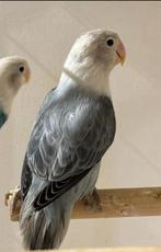 Mooie Jonge Agapornis Fischeri, Dieren en Toebehoren, Vogels | Parkieten en Papegaaien, Meerdere dieren, Dwergpapegaai of Agapornis