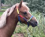 stoere talentvolle B/C pony (dressuur, springen, mennen), Merrie, B, Gechipt, Springpony
