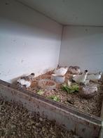 chinese dwergkwartels, Dieren en Toebehoren, Pluimvee, Meerdere dieren, Overige soorten