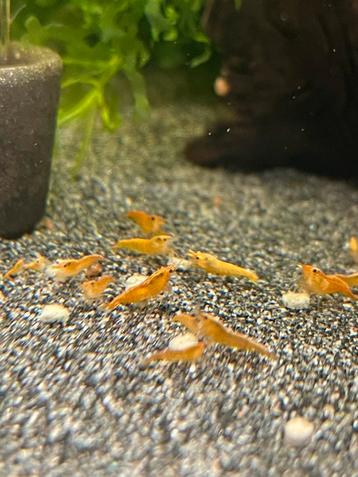 Koi sunburst garnalen (orange) 10 stuks beschikbaar voor biedingen