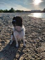 Gouden mandje gezocht, Dieren en Toebehoren, Honden | Niet-rashonden, Rabiës (hondsdolheid), 15 weken tot 1 jaar, Reu, Eén hond