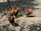 Nog 3 jonge Welsumer hanen, Dieren en Toebehoren, Pluimvee, Mannelijk, Kip