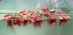Red root floater - Watersla- Salvinia Natans - Drijfplantjes, Dieren en Toebehoren, Vissen | Aquaria en Toebehoren, Ophalen of Verzenden