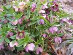 Helleborus orientalis – Winterbloeier p9, Bodembedekkers, Vaste plant, Ophalen of Verzenden, Halfschaduw