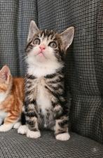 Lief tabby wit katertje, Dieren en Toebehoren, Katten en Kittens | Overige Katten, Meerdere dieren, Kortharig, 0 tot 2 jaar