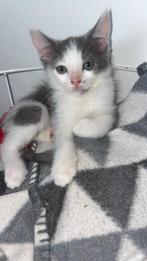 Ragdol x europeze korthaar, Dieren en Toebehoren, Poes, Ontwormd, 0 tot 2 jaar