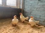 Trio Indische vechtkriel wit, Meerdere dieren, Kip