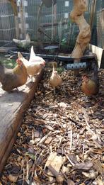 4 x Sebright en 3 hollandse kriel, Dieren en Toebehoren, Pluimvee, Vrouwelijk, Kip