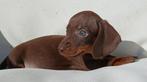 Prachtige kleine teckel pups (choco tan en choco merle), Dieren en Toebehoren, Nederland, CDV (hondenziekte), 8 tot 15 weken, Korthaar