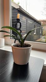 Stekje clivia, Ophalen, Ficus, Halfschaduw, In pot