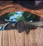 L181 ancistrus, Dieren en Toebehoren, Vissen | Aquariumvissen, Vis