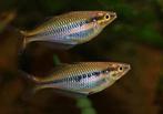 Melanotaenia Sikuensis Isim, Vis, Zoetwatervis, Schoolvis