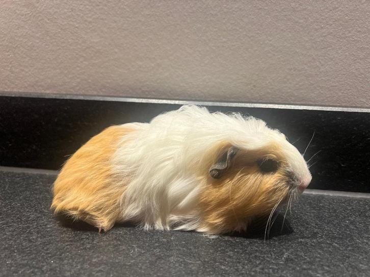 Lief cavia Coronet beertje aangeboden, Dieren en Toebehoren, Knaagdieren, Mannelijk, Cavia, November