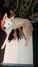 5 mooie Husky’s pupps, Dieren en Toebehoren, Ophalen, Hond