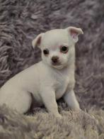 Mooie Chihuahua pups, Dieren en Toebehoren, Honden | Chihuahua's en Gezelschapshonden, CDV (hondenziekte), 8 tot 15 weken, Meerdere