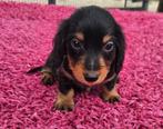 Te koop mooie langhaar Dwerg Teckels pups (tekkel), Nederland, CDV (hondenziekte), 8 tot 15 weken, Dwerg
