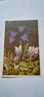 Oude ansichtkaart alpenklokje crocus bloemen, Ophalen of Verzenden, 1940 tot 1960, Ongelopen, Natuur