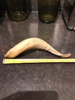 Echte ram hoorn, Ophalen of Verzenden, Zo goed als nieuw, Beeldje of Figuurtje