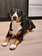 Kosteloze inschrijving Pups Entlebucher Sennenhond, Dieren en Toebehoren, Rabiës (hondsdolheid), Overige rassen, 8 tot 15 weken