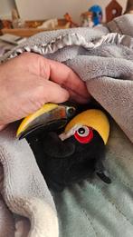 Groene arassari jonge (pop)  Pteroglossus viridis, Dieren en Toebehoren, Vrouwelijk, Tropenvogel, Geringd