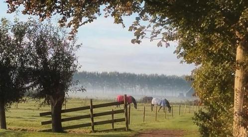 Box met weidegang te Noordbeemster, Dieren en Toebehoren, Stalling en Weidegang, Weidegang