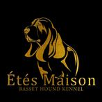 Basset Hound puppy inclusief stamboom, Nederland, 8 tot 15 weken, Meerdere, Meerdere dieren