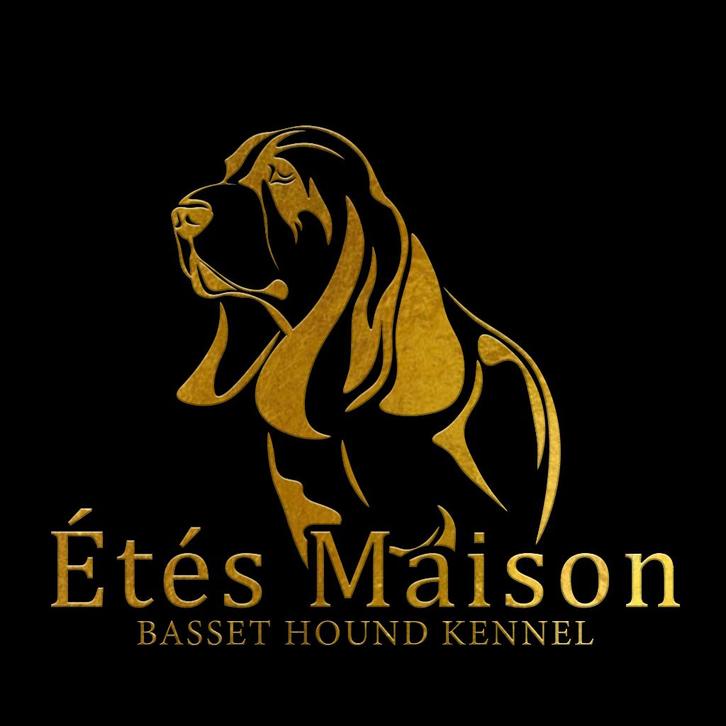 Basset Hound puppy inclusief stamboom, Dieren en Toebehoren, Honden | Beagles, Bassets en Lopende honden, Meerdere dieren, Basset