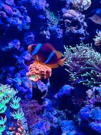 Amphiprion Bicintus (Redsea Clown fish) pair for sale, Vis