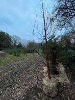 Metasequoia, watercipres, Tuin en Terras, Planten | Bomen, Ophalen of Verzenden, Volle zon, Overige soorten