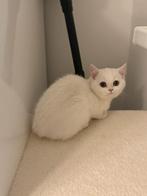 Britse korthaar, Dieren en Toebehoren, Katten en Kittens | Overige Katten, Poes