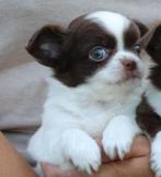 chihuahua pups, Dieren en Toebehoren, Nederland, 8 tot 15 weken, Meerdere dieren, Eén hond