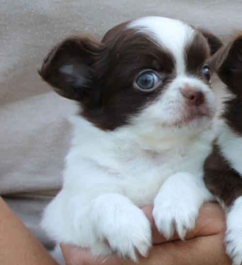 chihuahua pups, Dieren en Toebehoren, Honden | Chihuahua's en Gezelschapshonden, Meerdere dieren, Chihuahua, Fokker | Professioneel