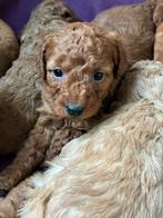 Mini labradoodle pups te koop!, Dieren en Toebehoren, Honden | Chihuahua's en Gezelschapshonden, Overige rassen, CDV (hondenziekte)